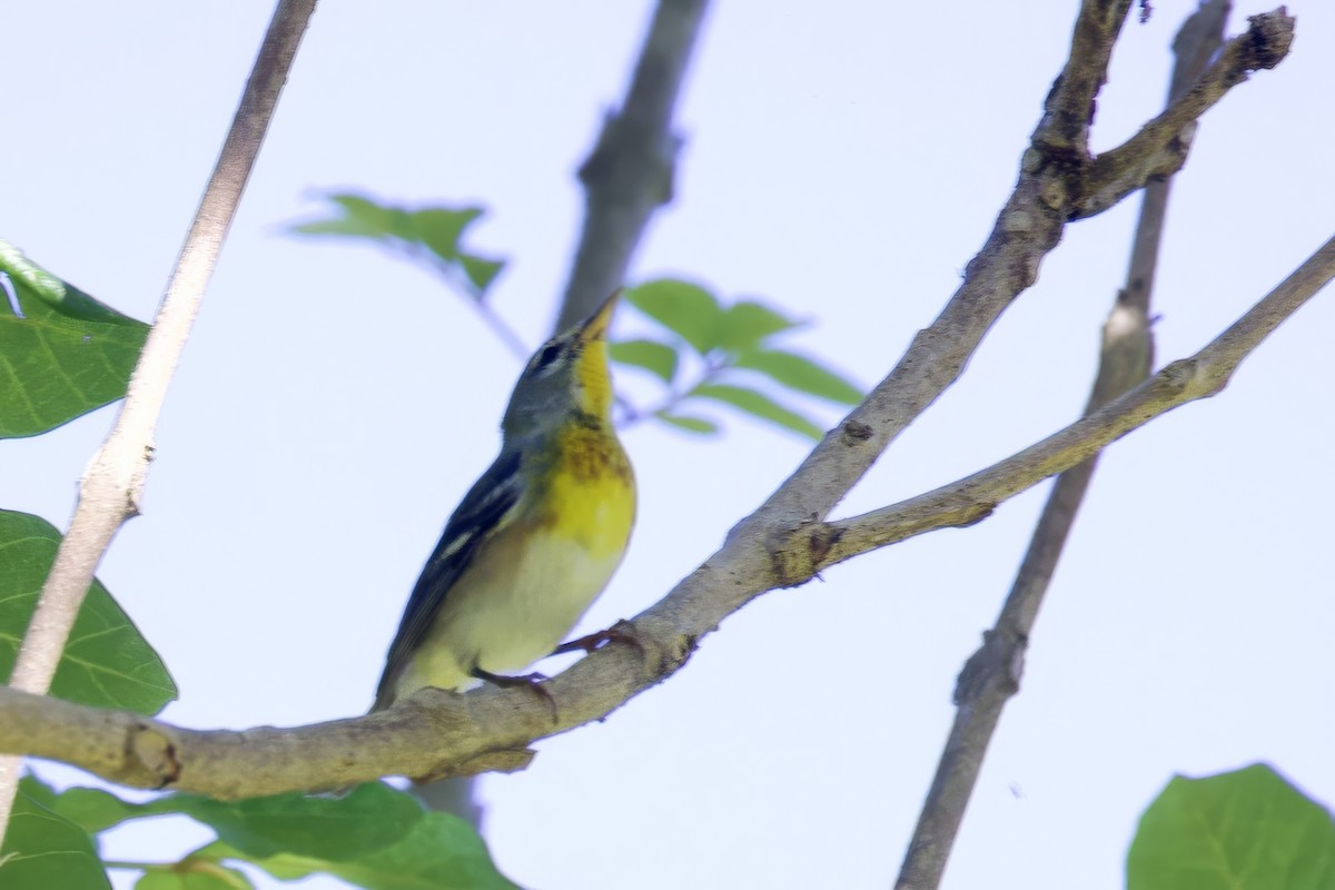 Northern Parula - ML645493317