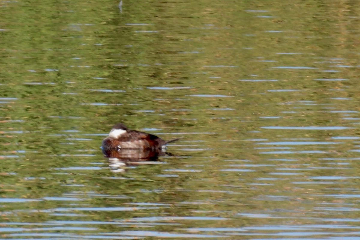 Ruddy Duck - ML645493318