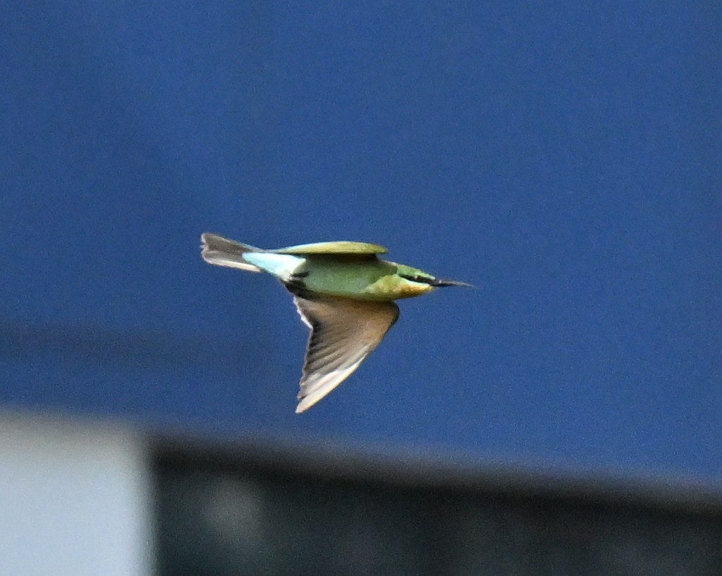 Guêpier à queue d'azur - ML645493321