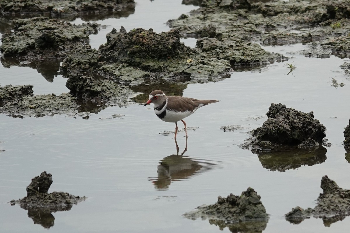 Three-banded Plover - ML645493322