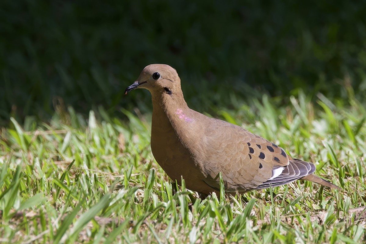 Zenaida Dove - ML645493323
