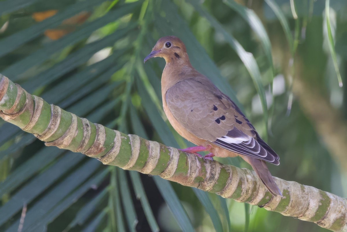 Zenaida Dove - ML645493324