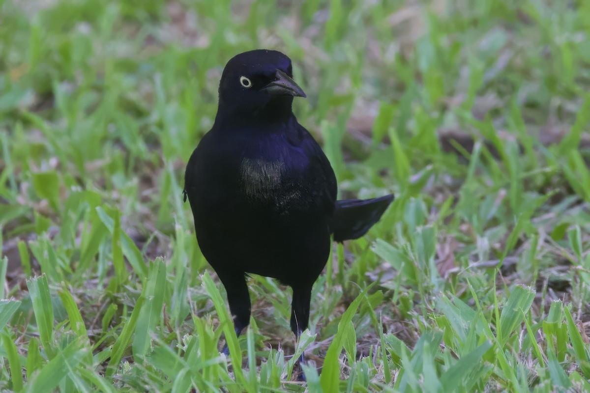 Greater Antillean Grackle - ML645493325