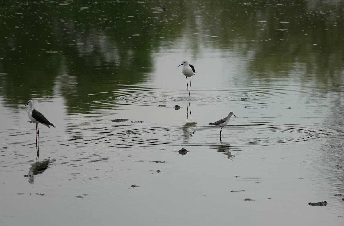 高蹺鴴 - ML645493327