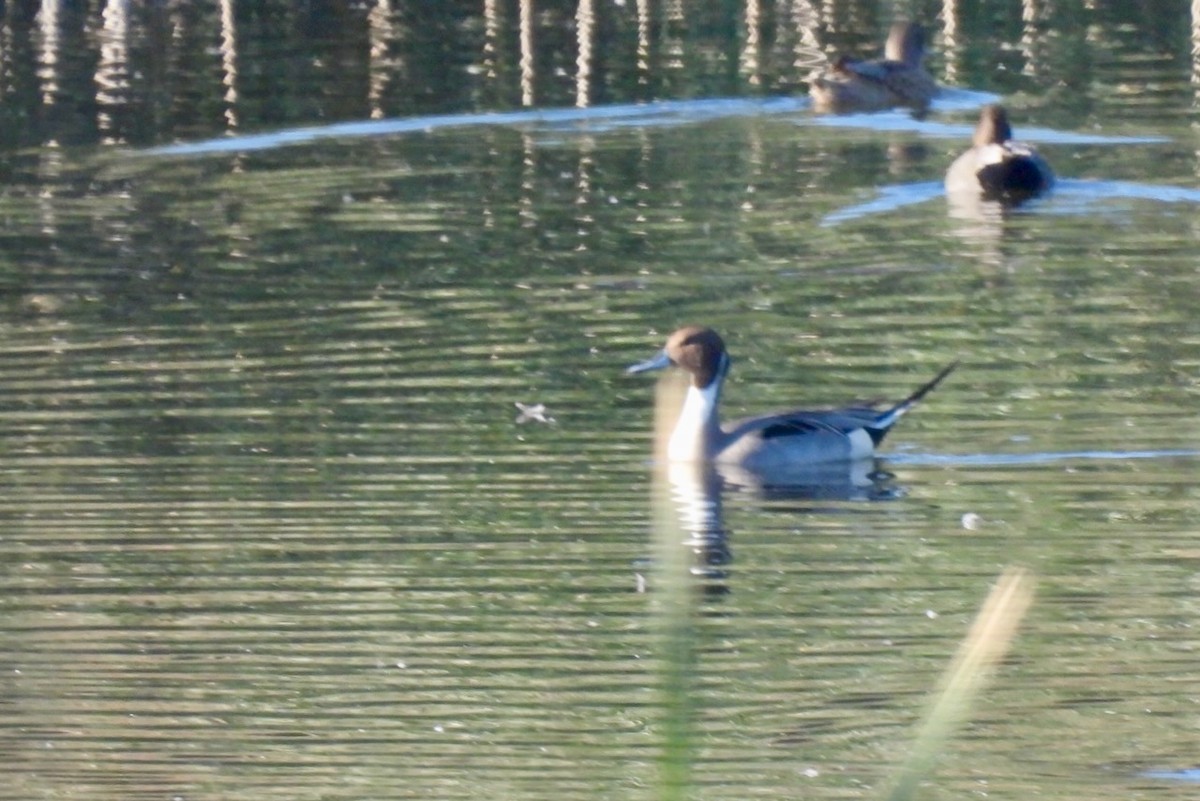 Northern Pintail - ML645493328