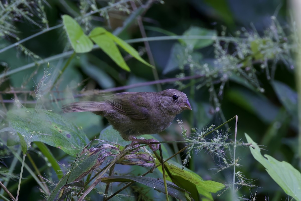 Black-faced Grassquit - ML645493329