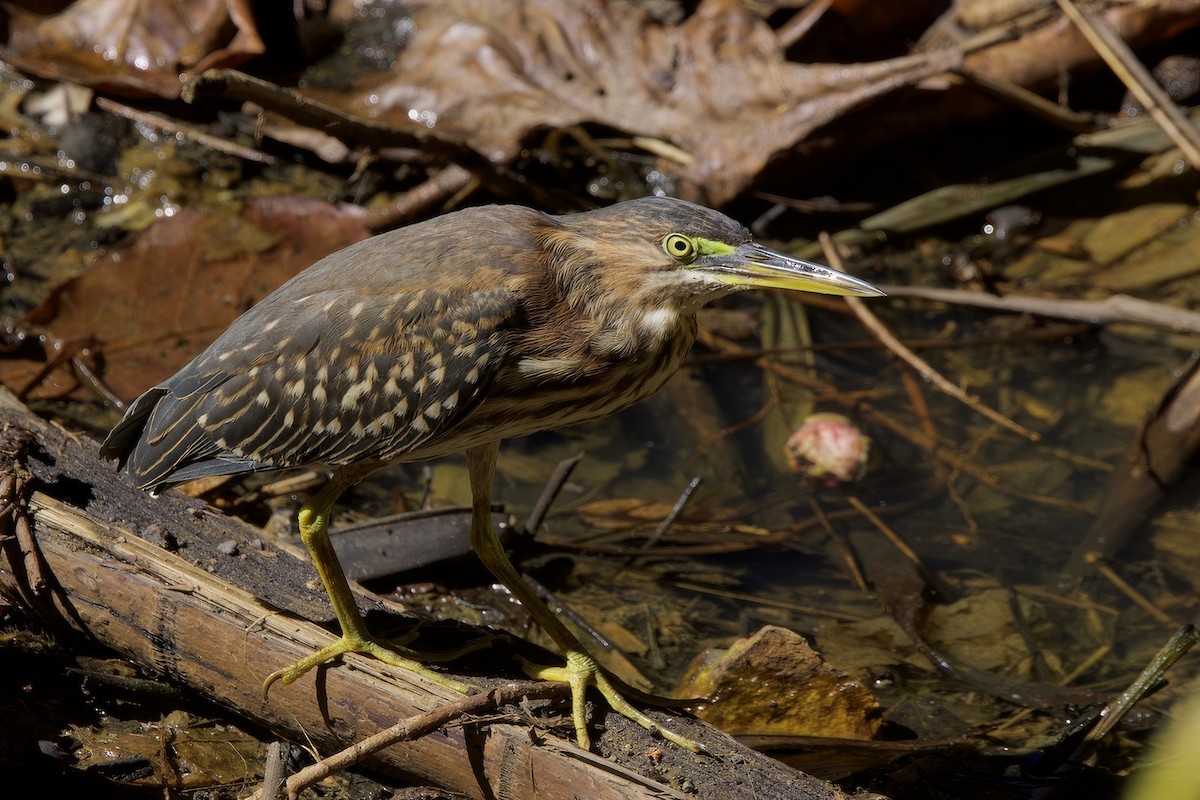 Green Heron - ML645493332