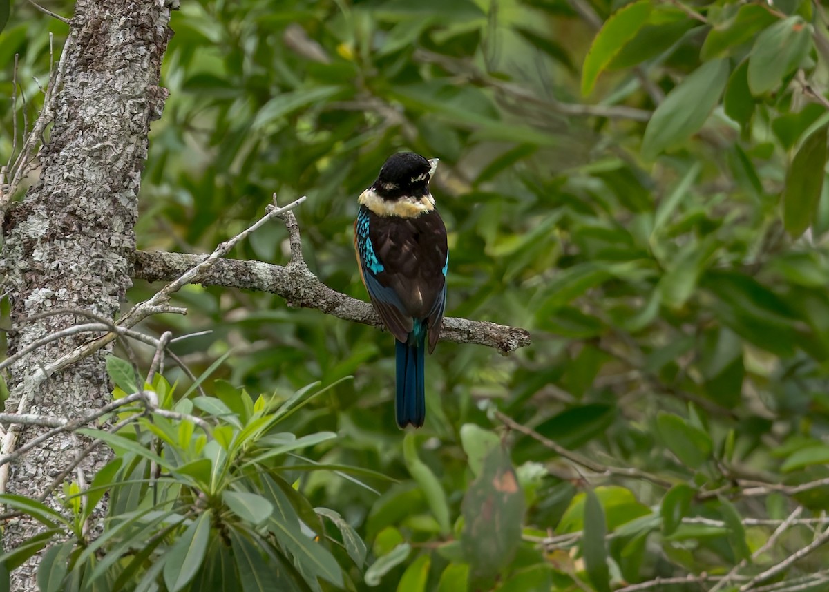 Cucaburra Ventrirrufa - ML645493333