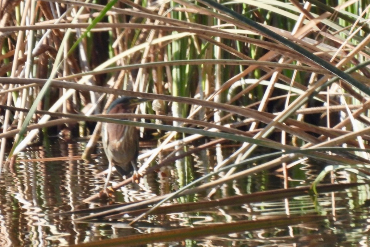 Green Heron - ML645493335