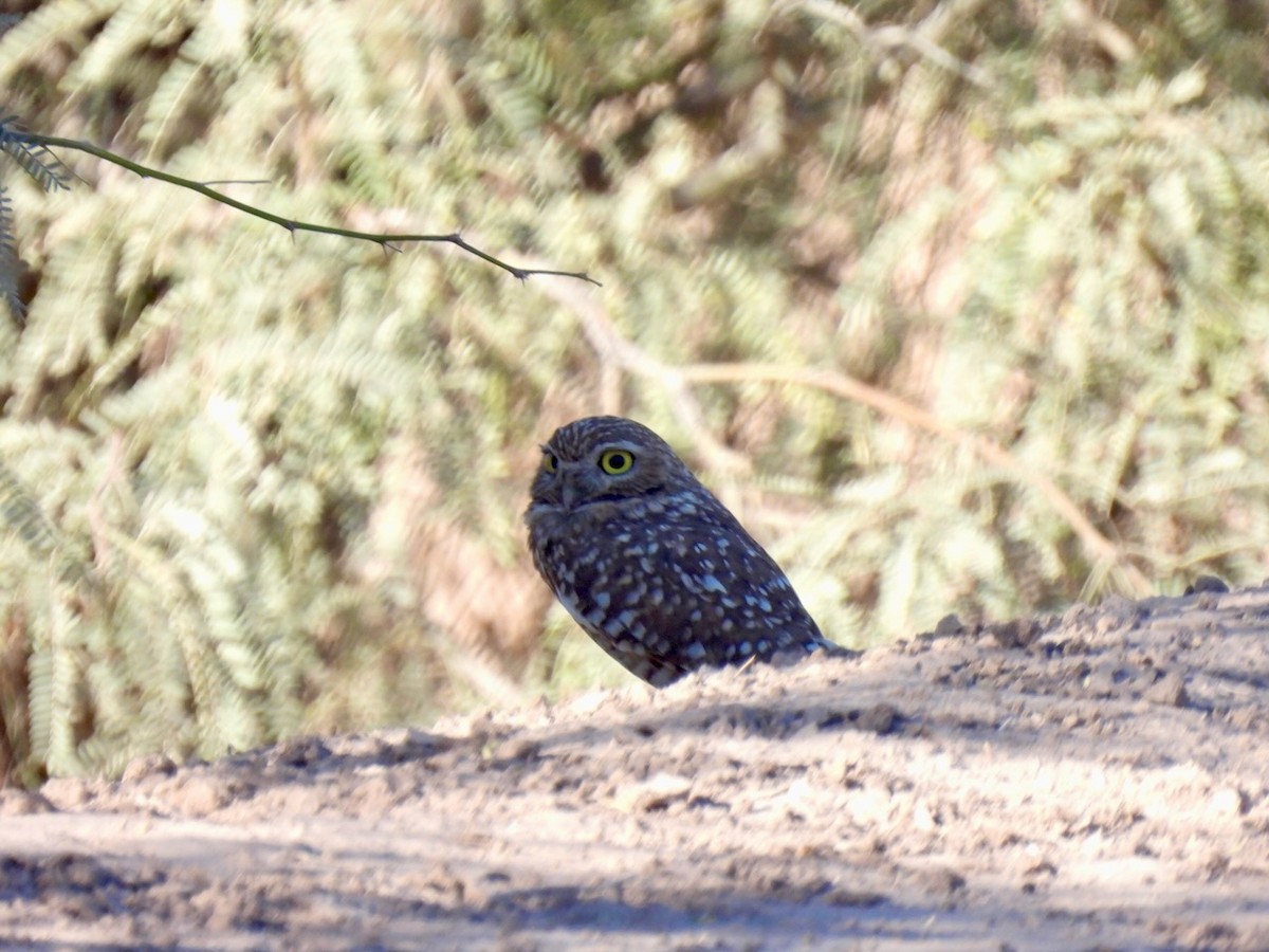 Burrowing Owl - ML645493340