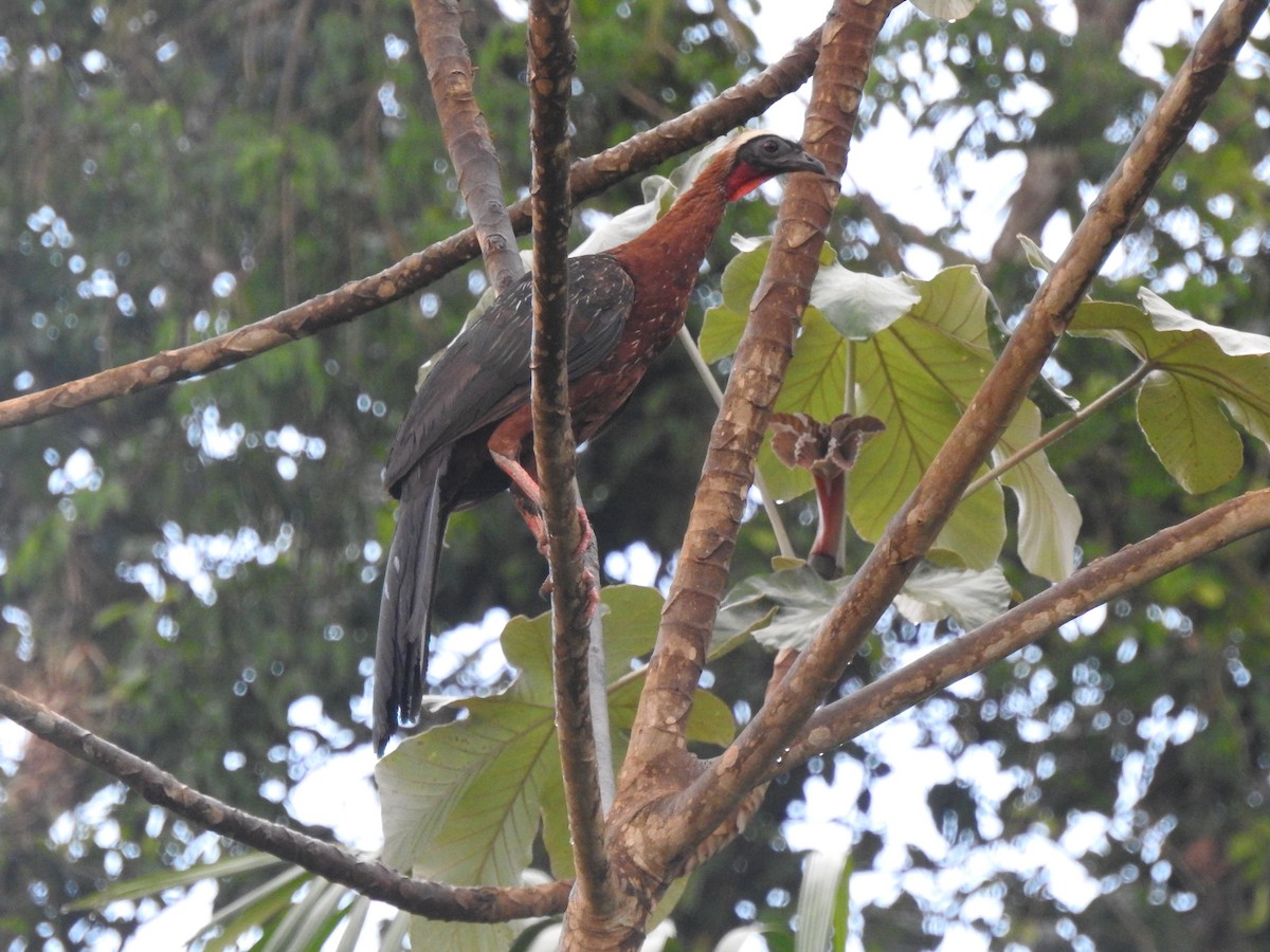 White-crested Guan - ML645493341