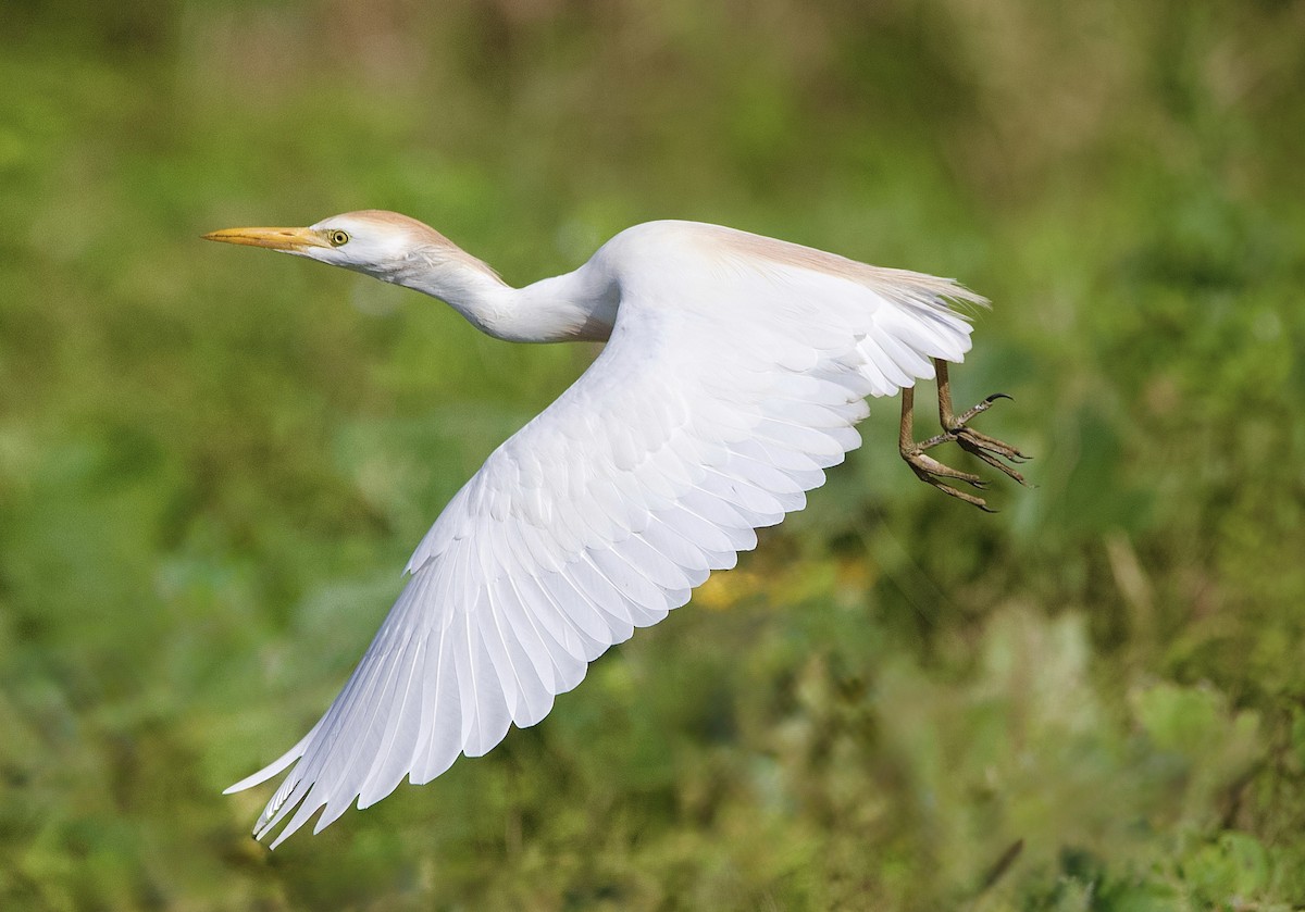 Western Cattle-Egret - ML645493344