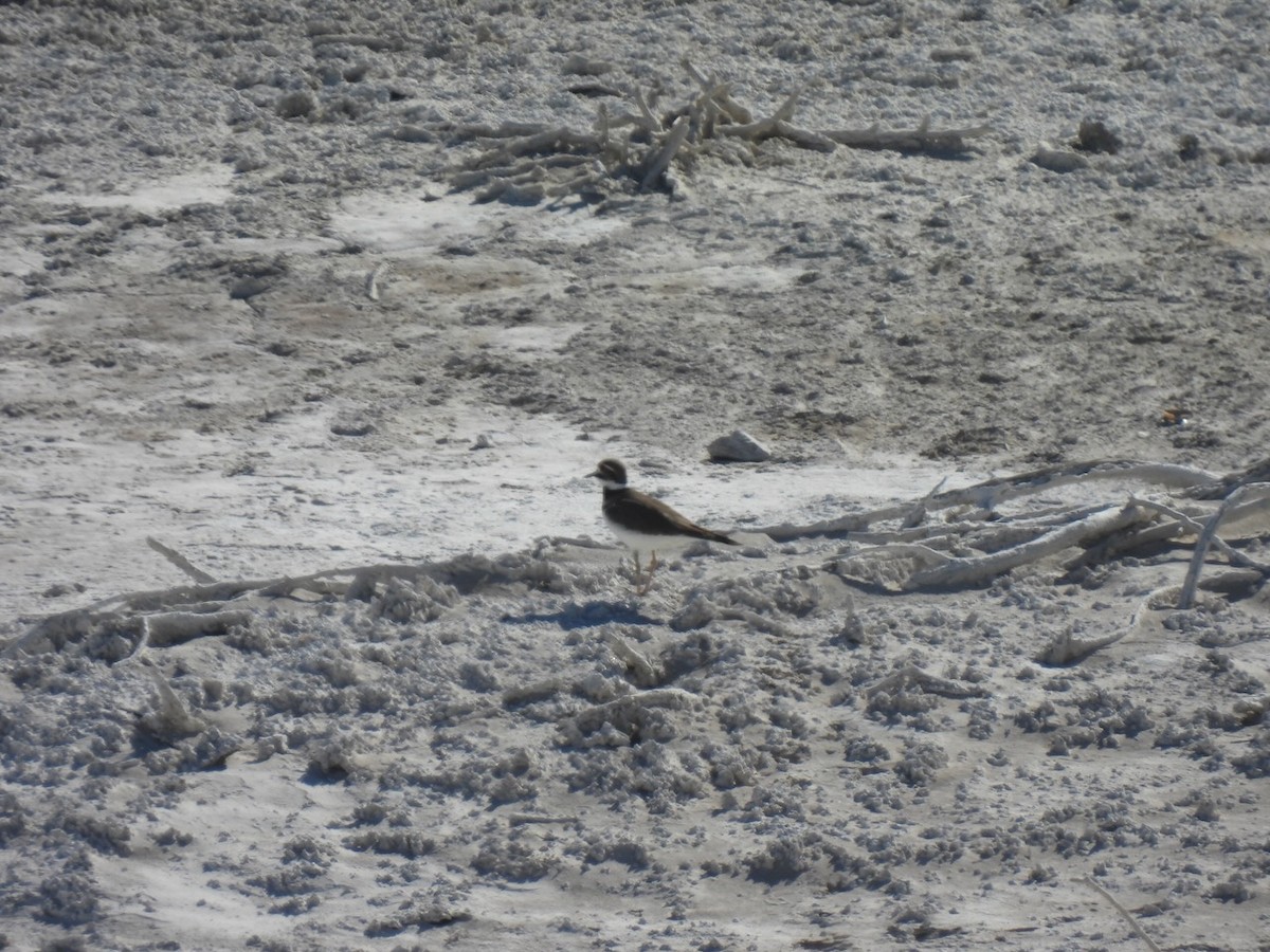 Killdeer - ML645493345