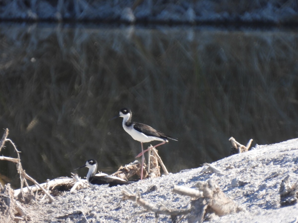 Black-necked Stilt - ML645493347