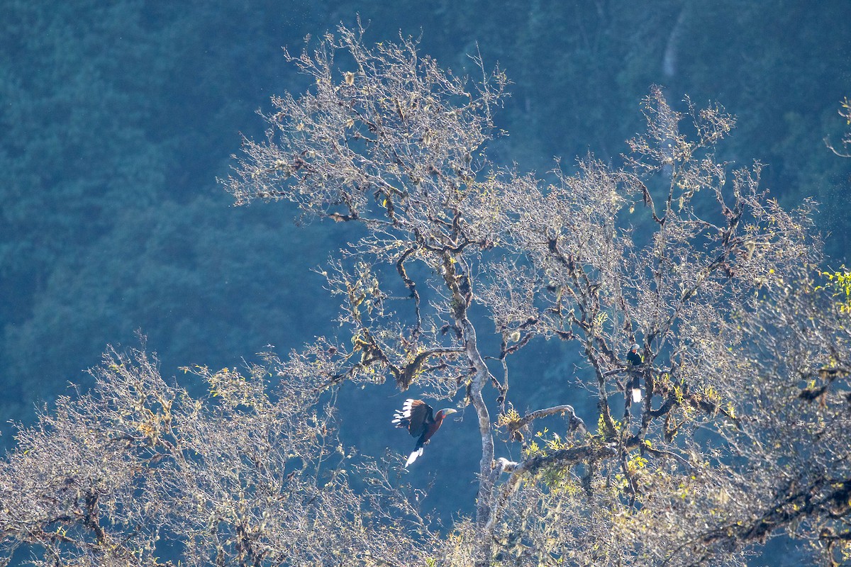 Rufous-necked Hornbill - ML645493350