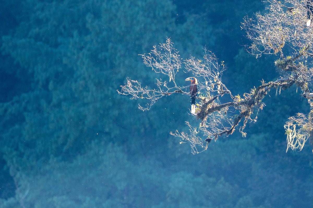 Rufous-necked Hornbill - ML645493351