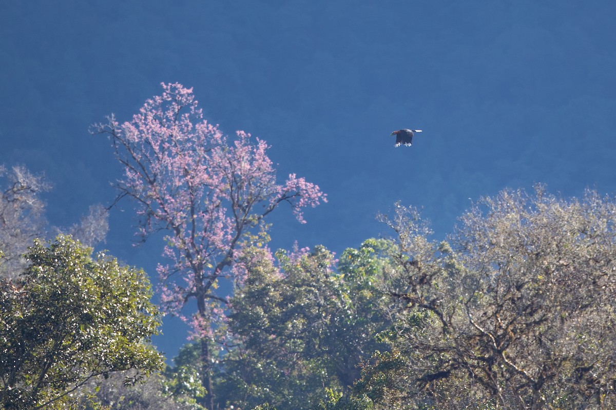 Rufous-necked Hornbill - ML645493352