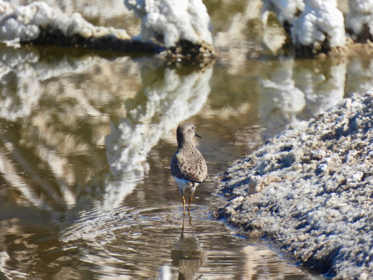 Least Sandpiper - ML645493356
