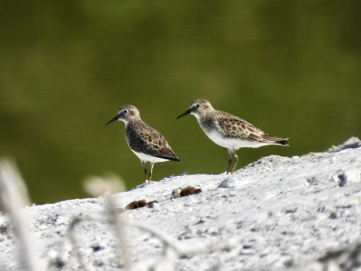 Least Sandpiper - ML645493357
