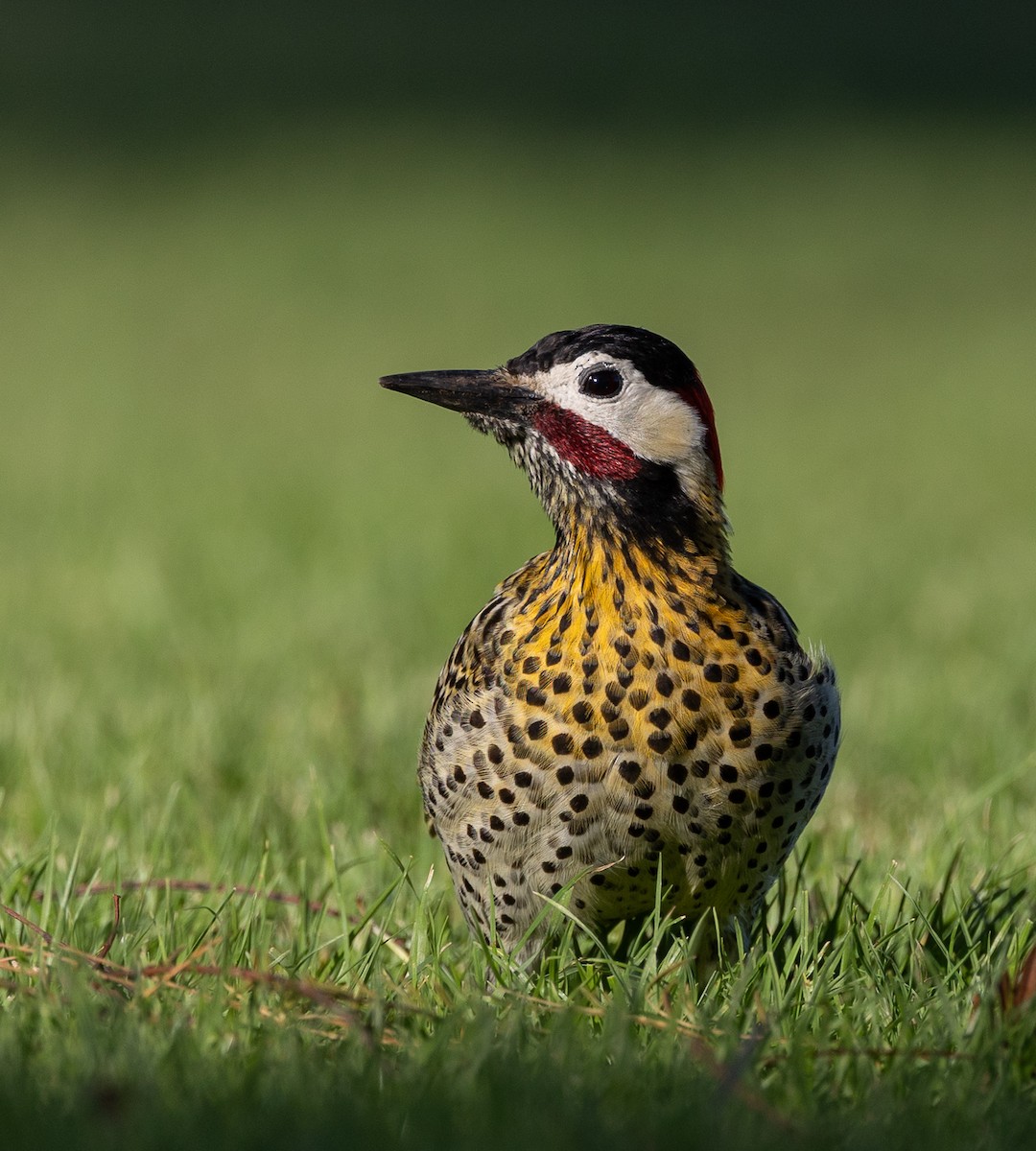 Grünbindenspecht - ML645493361