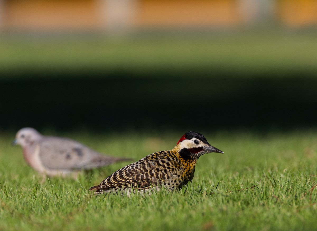 Grünbindenspecht - ML645493362