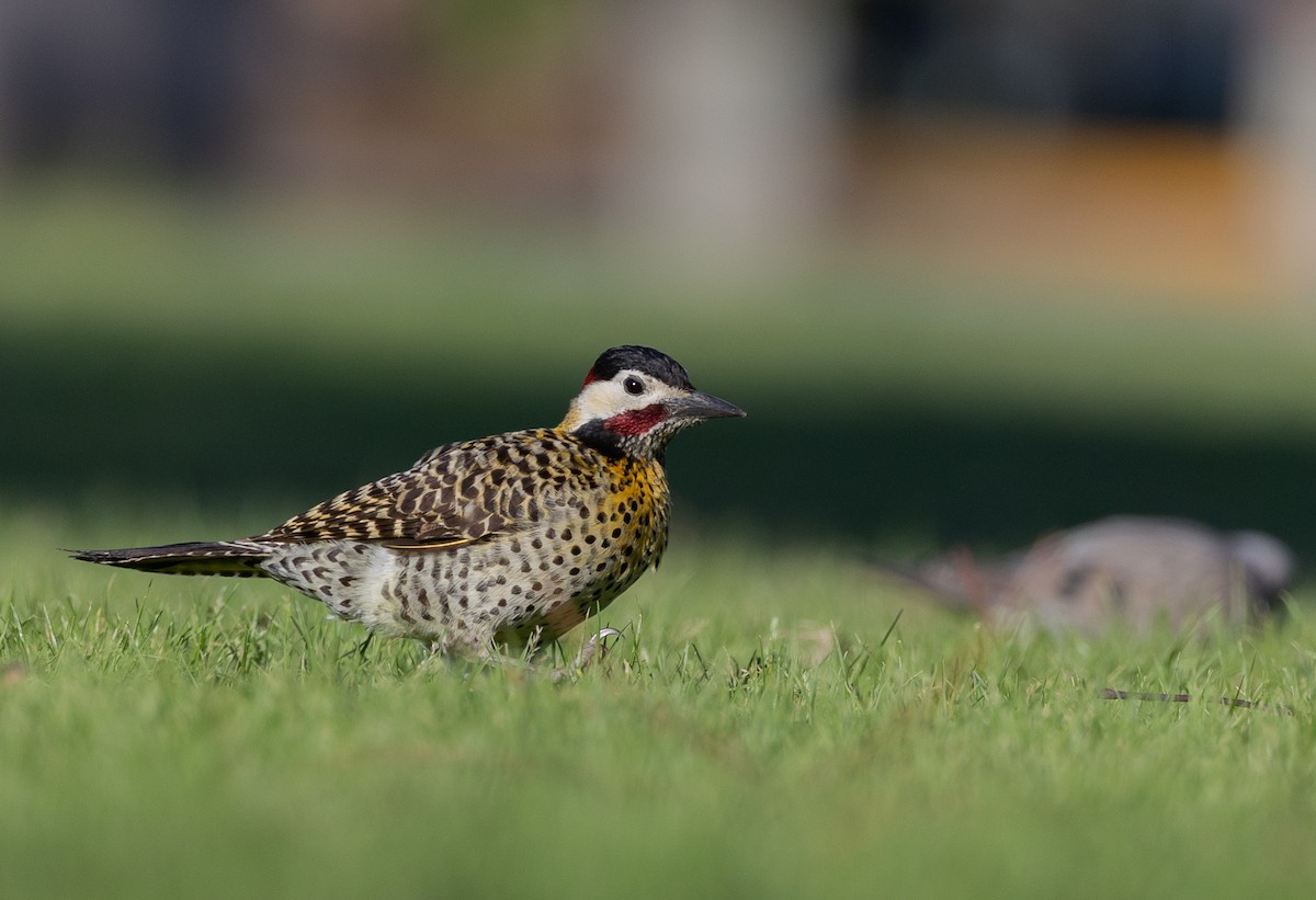 Grünbindenspecht - ML645493363