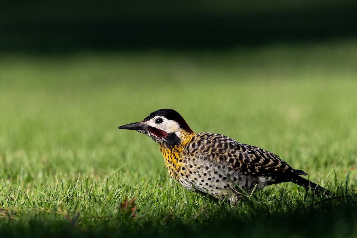 Grünbindenspecht - ML645493364