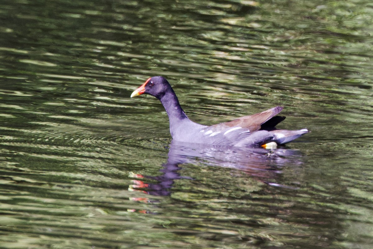 Common Gallinule - ML645493381