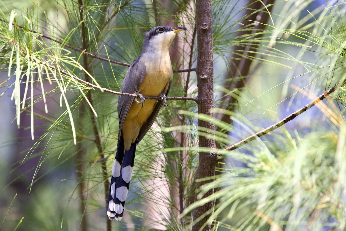 Mangrove Cuckoo - ML645493388