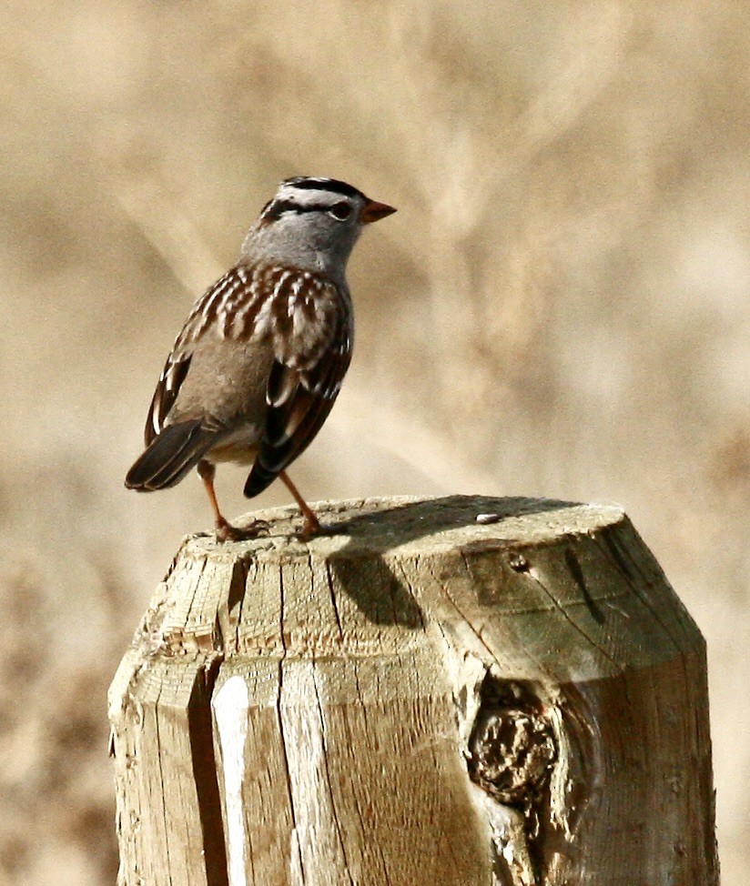 hvitkronespurv - ML645493389