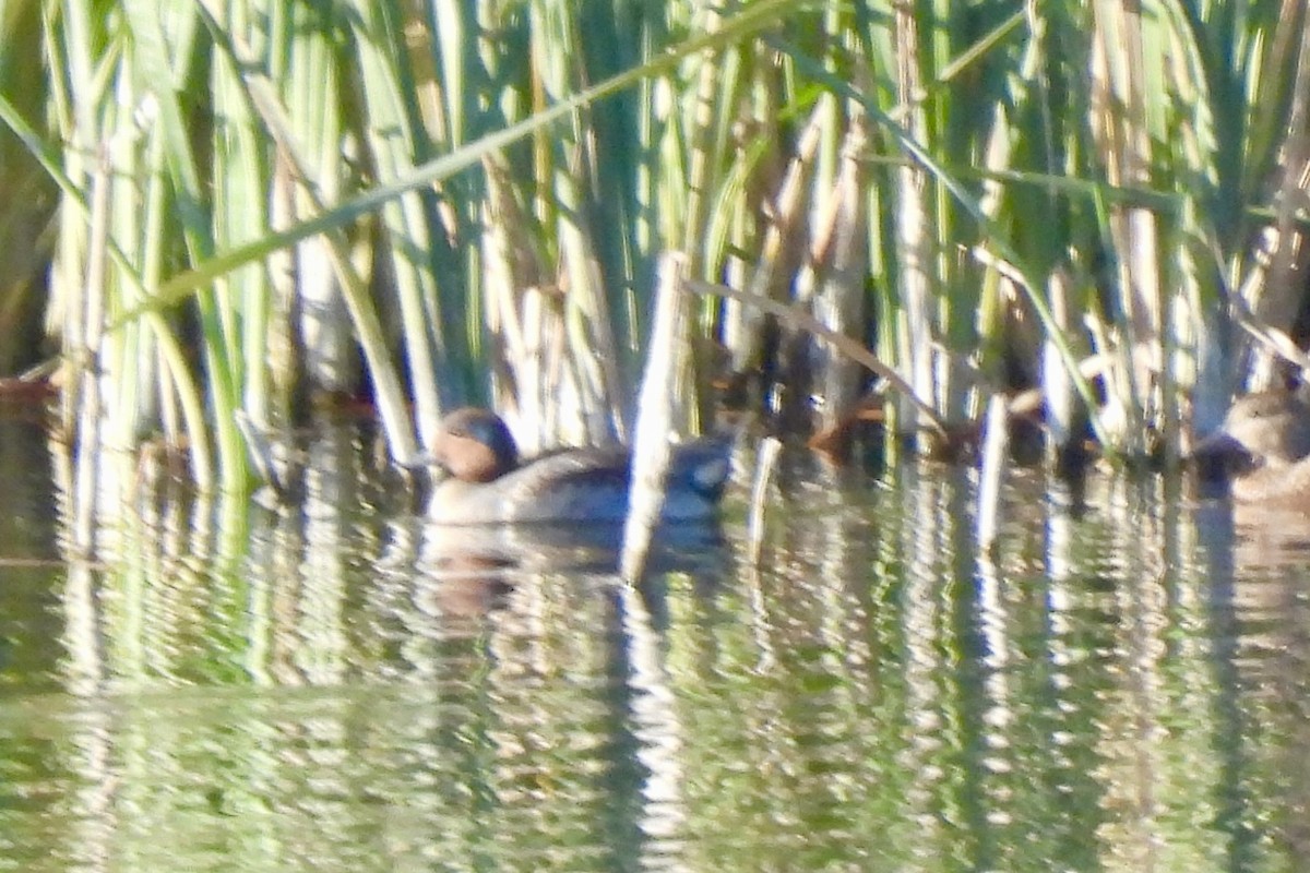 Green-winged Teal - ML645493390