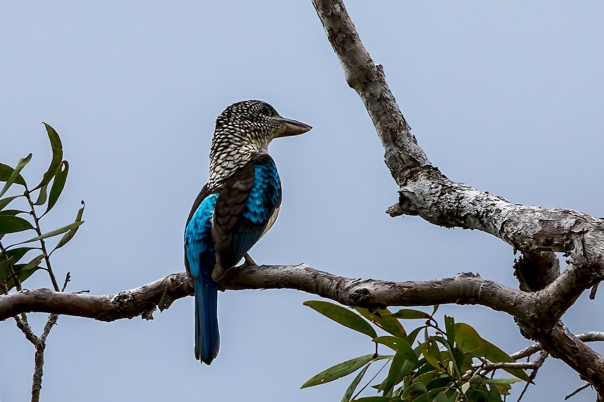 fregnekokaburra - ML645493391