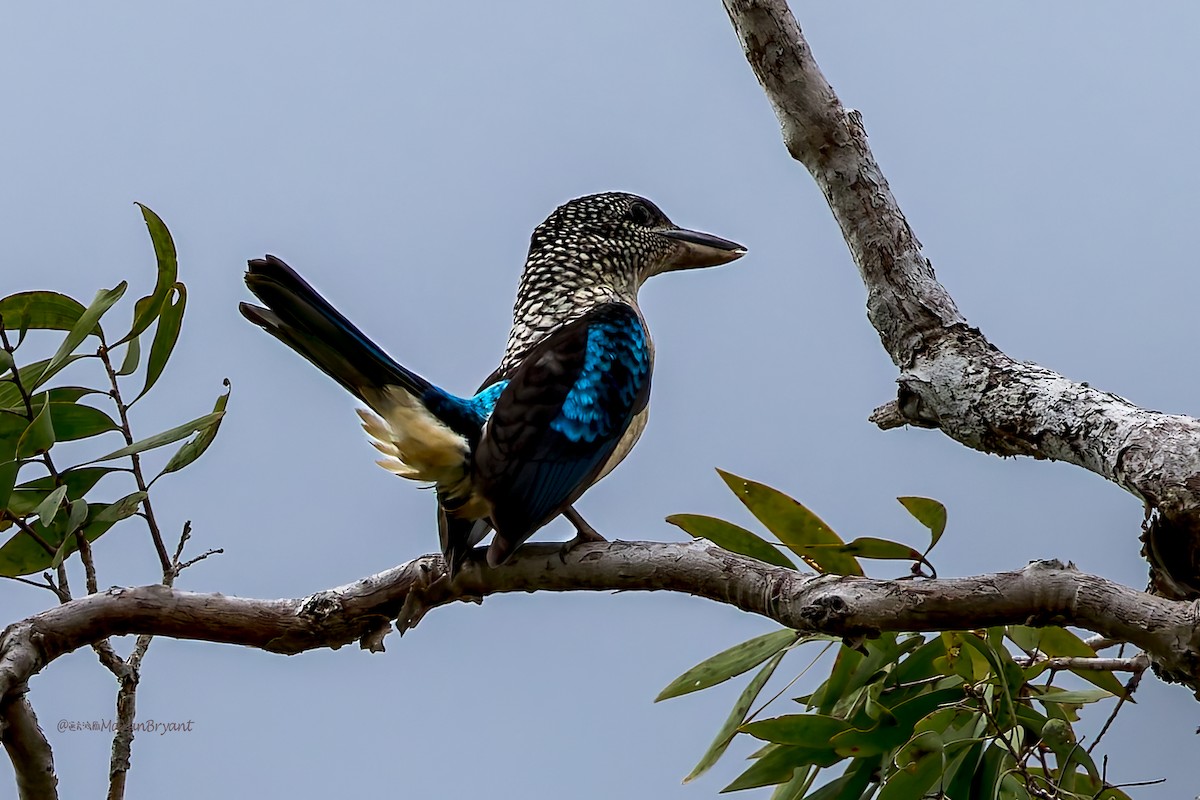 fregnekokaburra - ML645493392