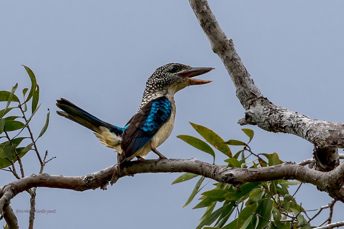 fregnekokaburra - ML645493393