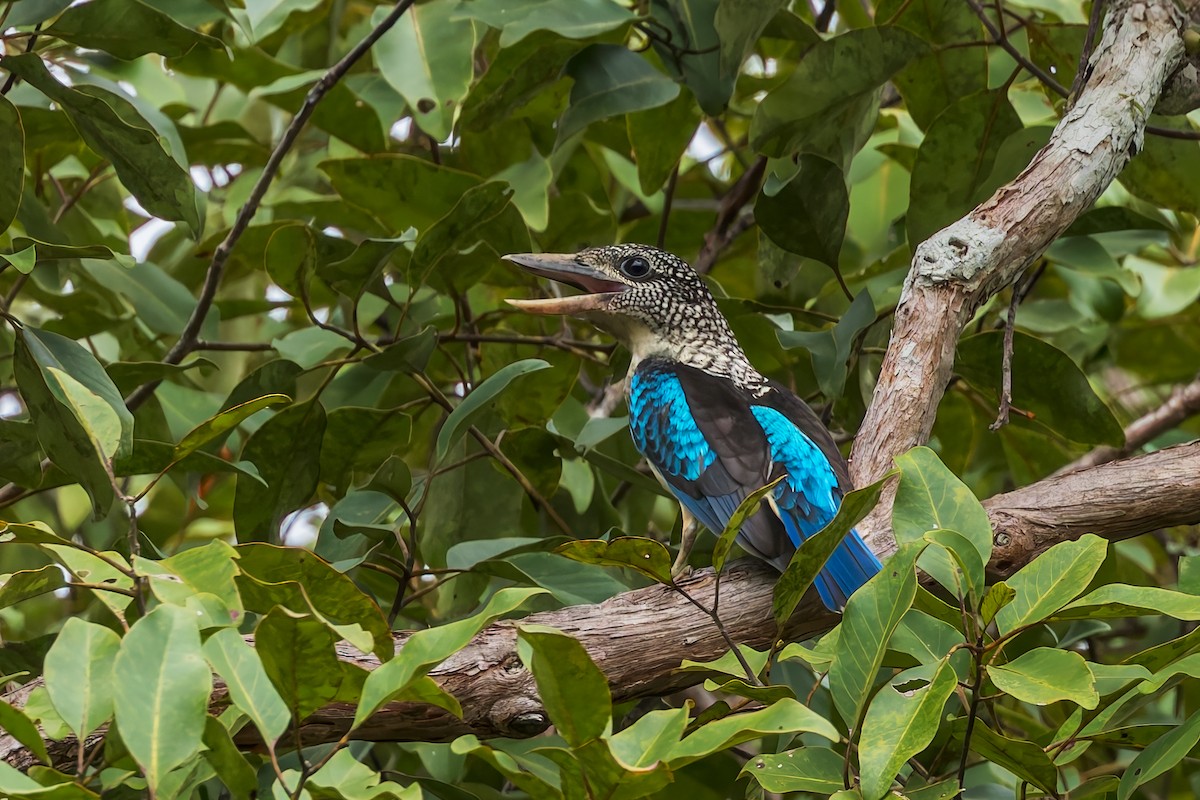 fregnekokaburra - ML645493394