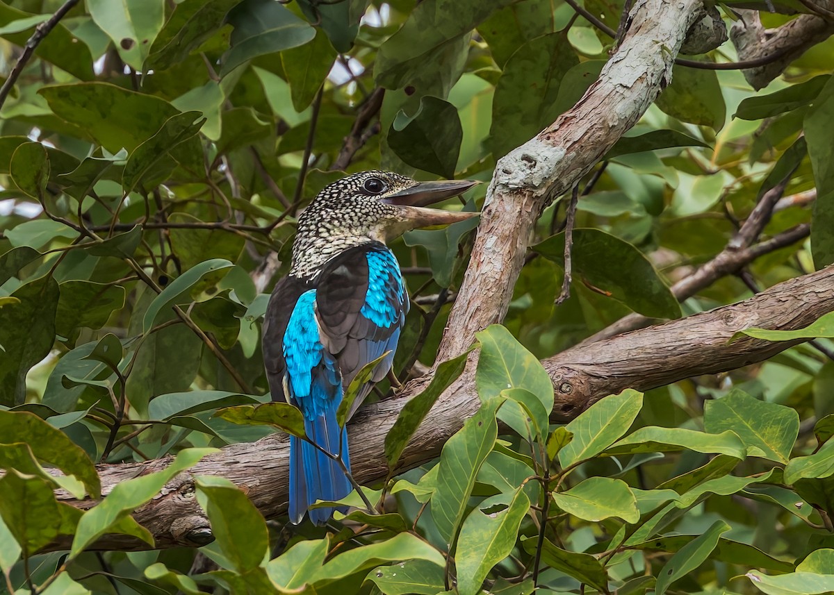 fregnekokaburra - ML645493396