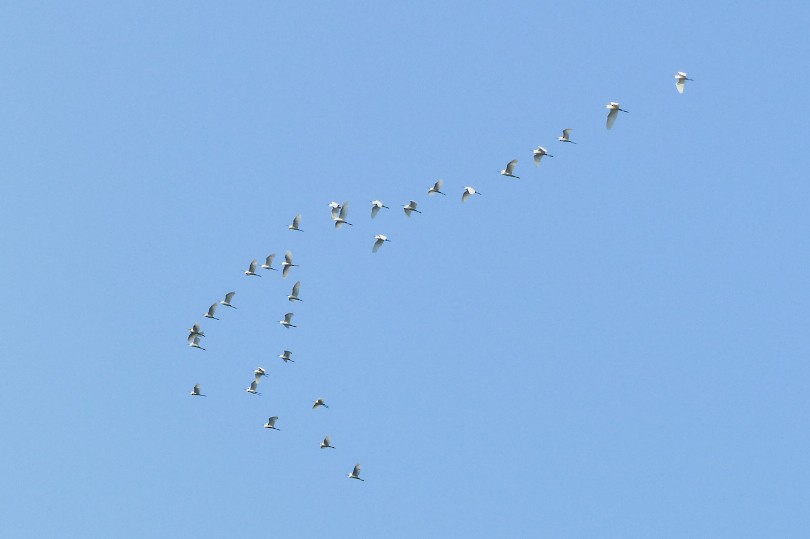 Little Egret - ML645493411