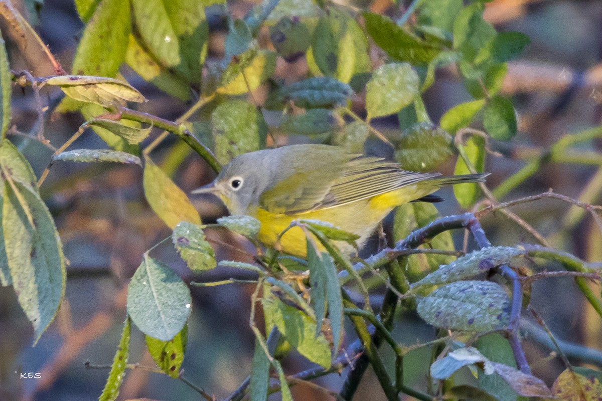 Червоїд сіроголовий - ML645493428