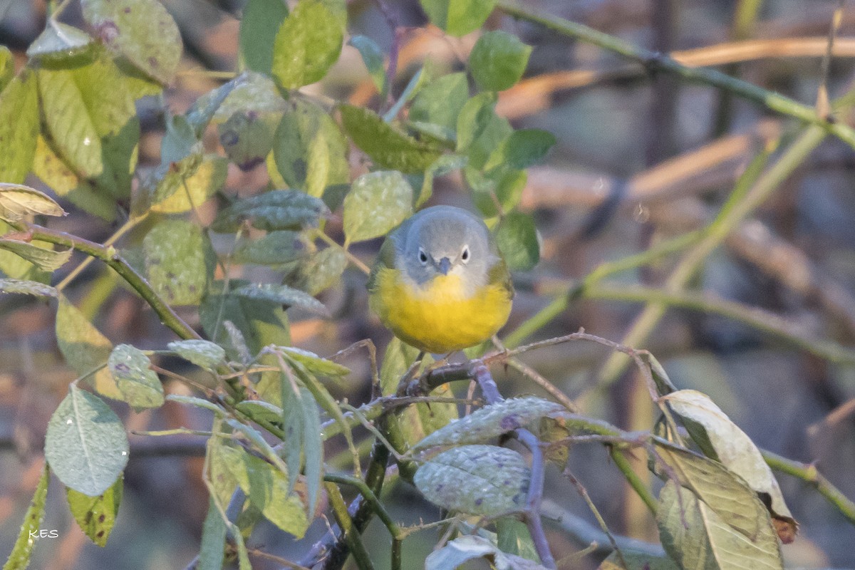 Червоїд сіроголовий - ML645493429