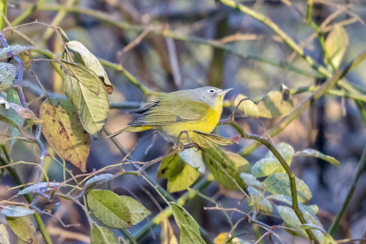 Червоїд сіроголовий - ML645493430