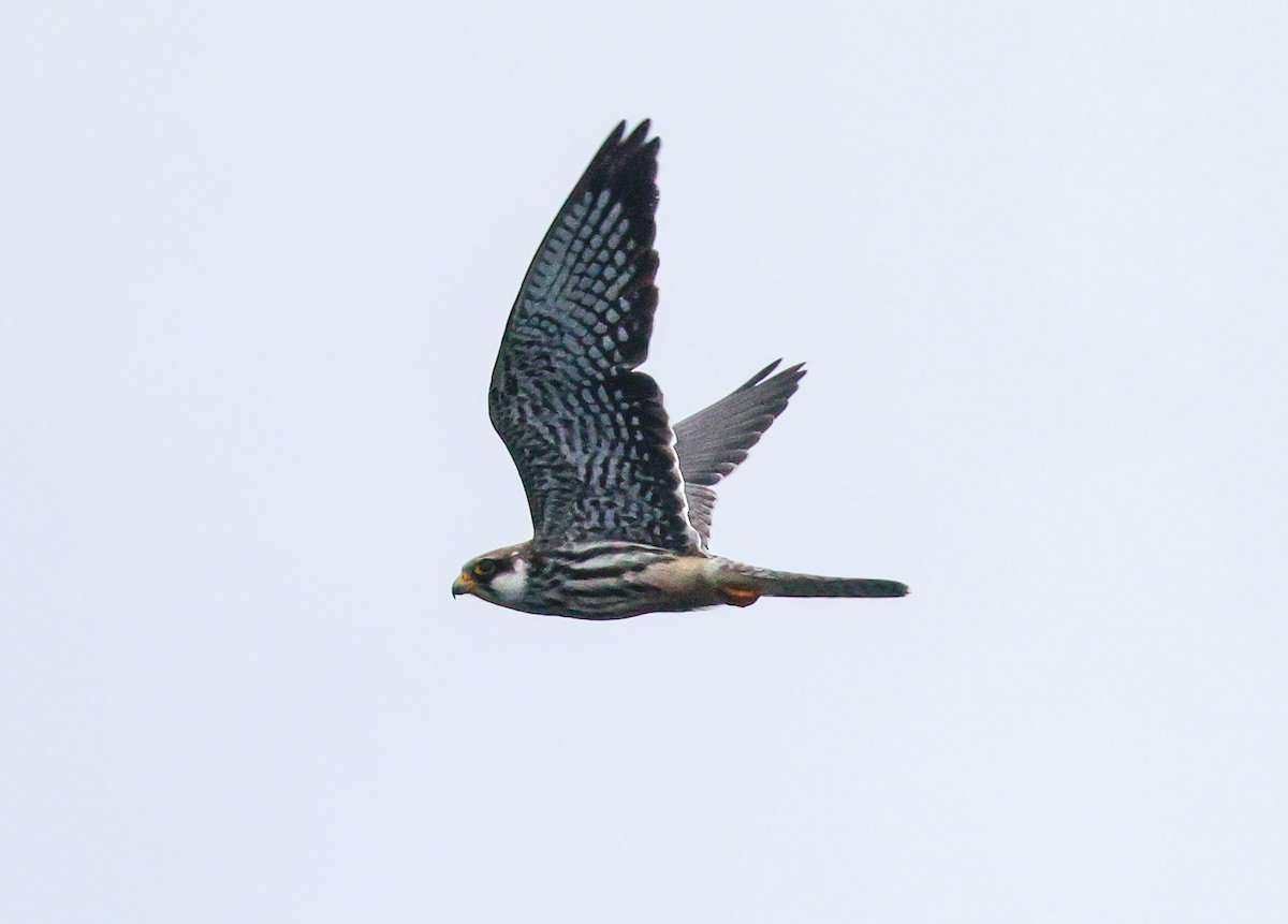 Amur Falcon - ML645493443