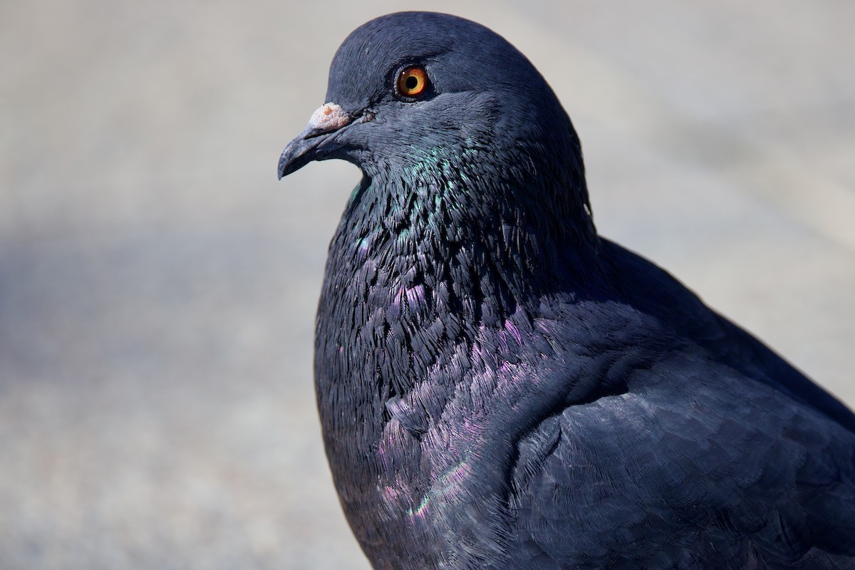 Felsentaube (Straßentaube) - ML645493449