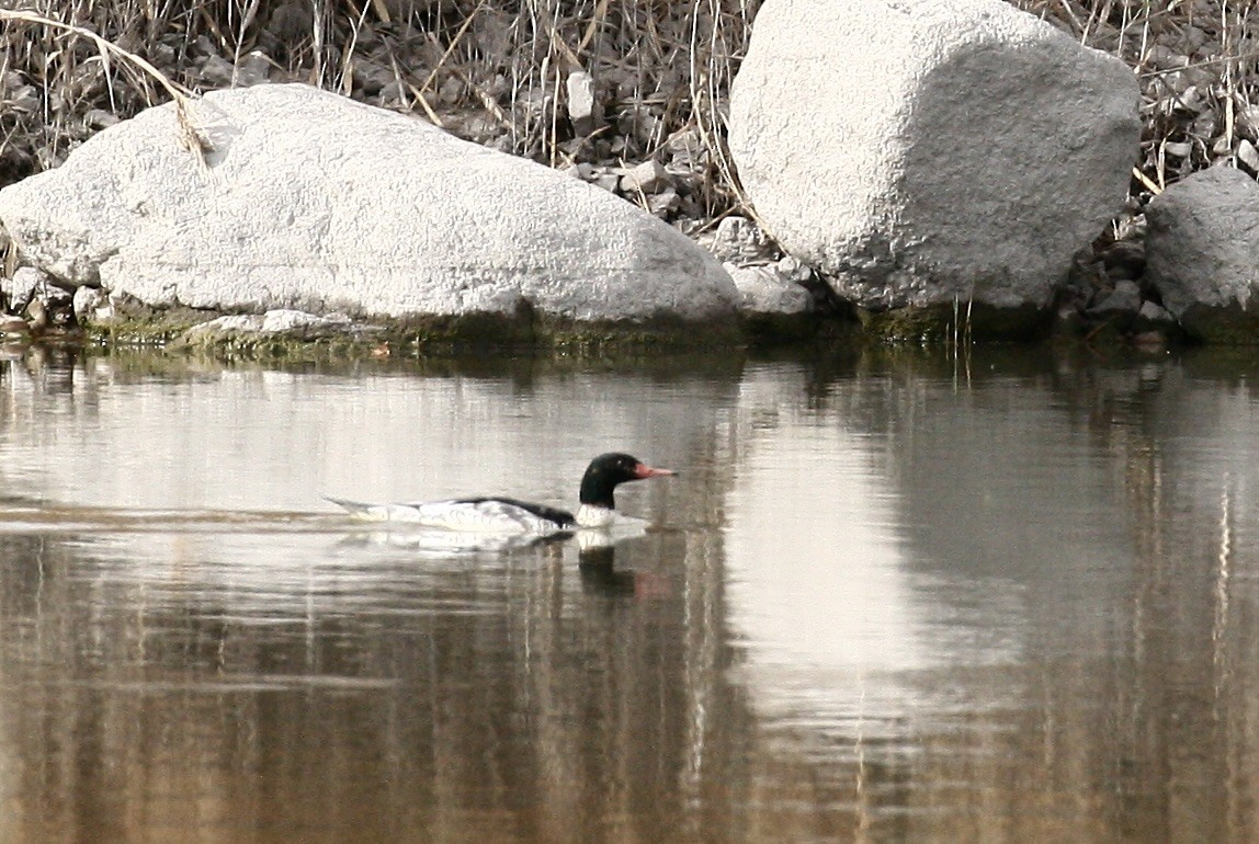 laksand - ML645493450