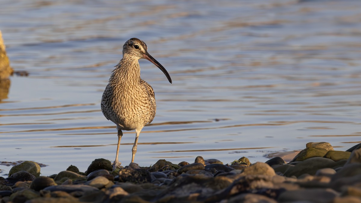 Eurasian Whimbrel - ML645493467
