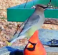 ヒメレンジャク - ML645493489