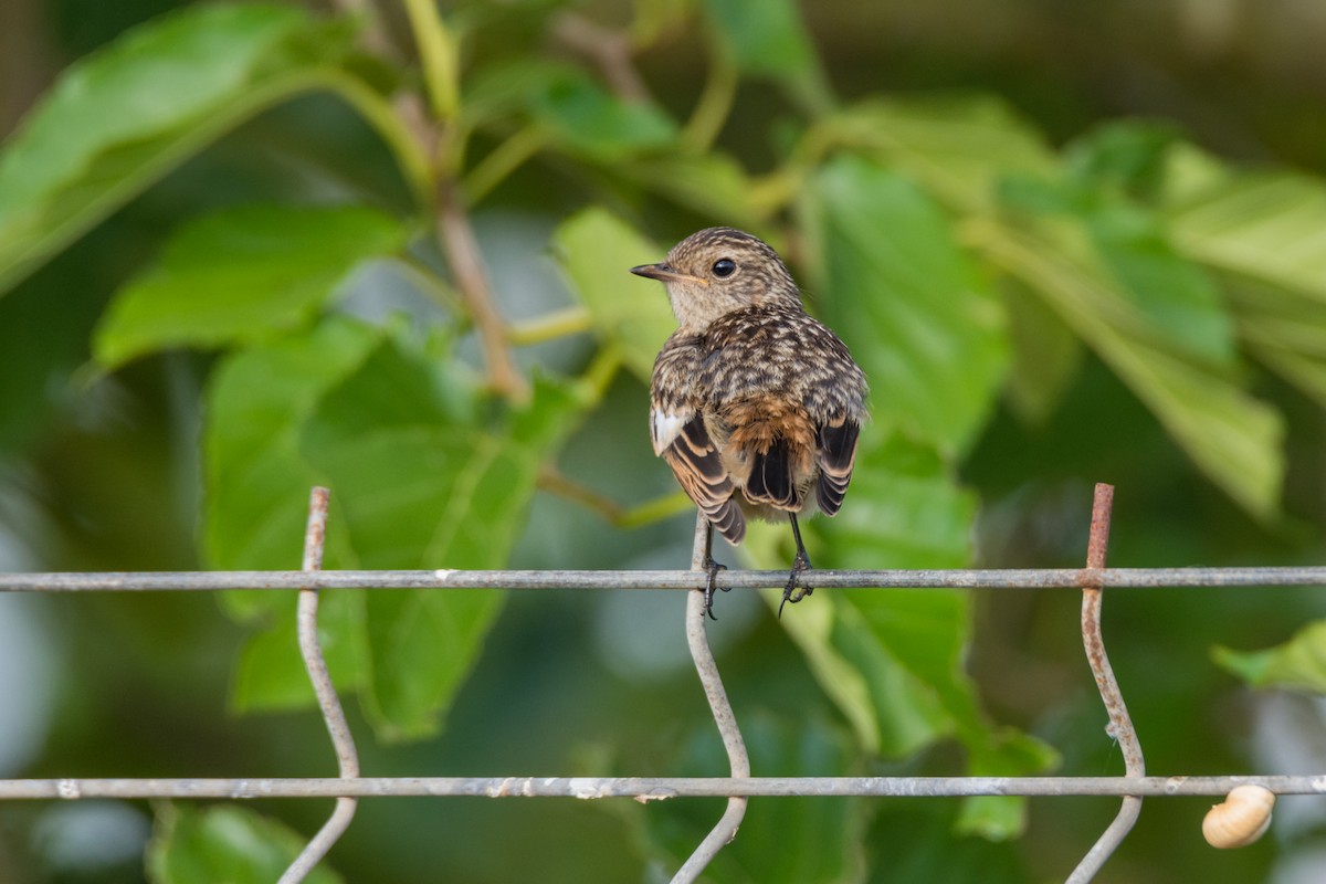 European Stonechat - ML645493510