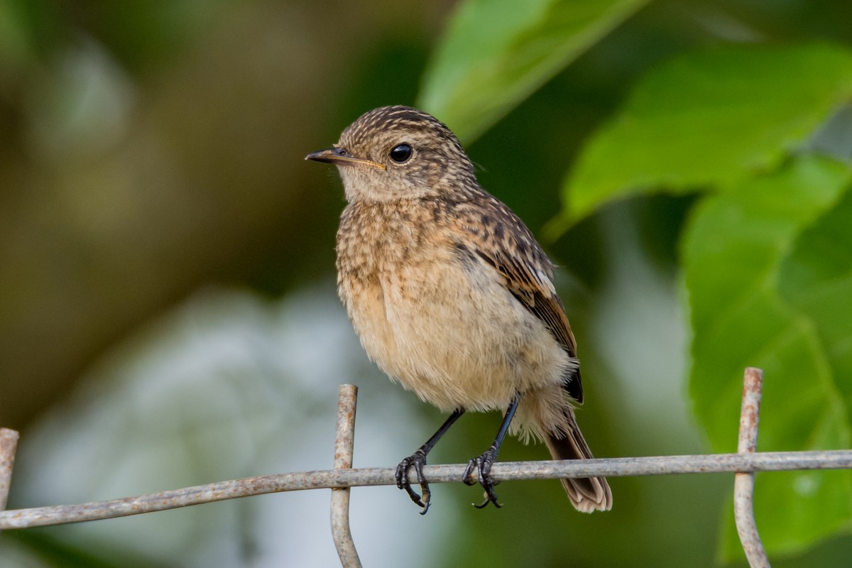 European Stonechat - ML645493511