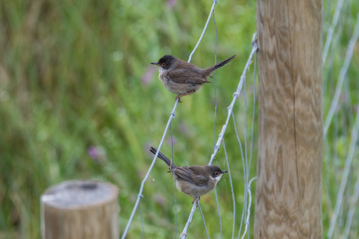 Sardinian Warbler - ML645493526