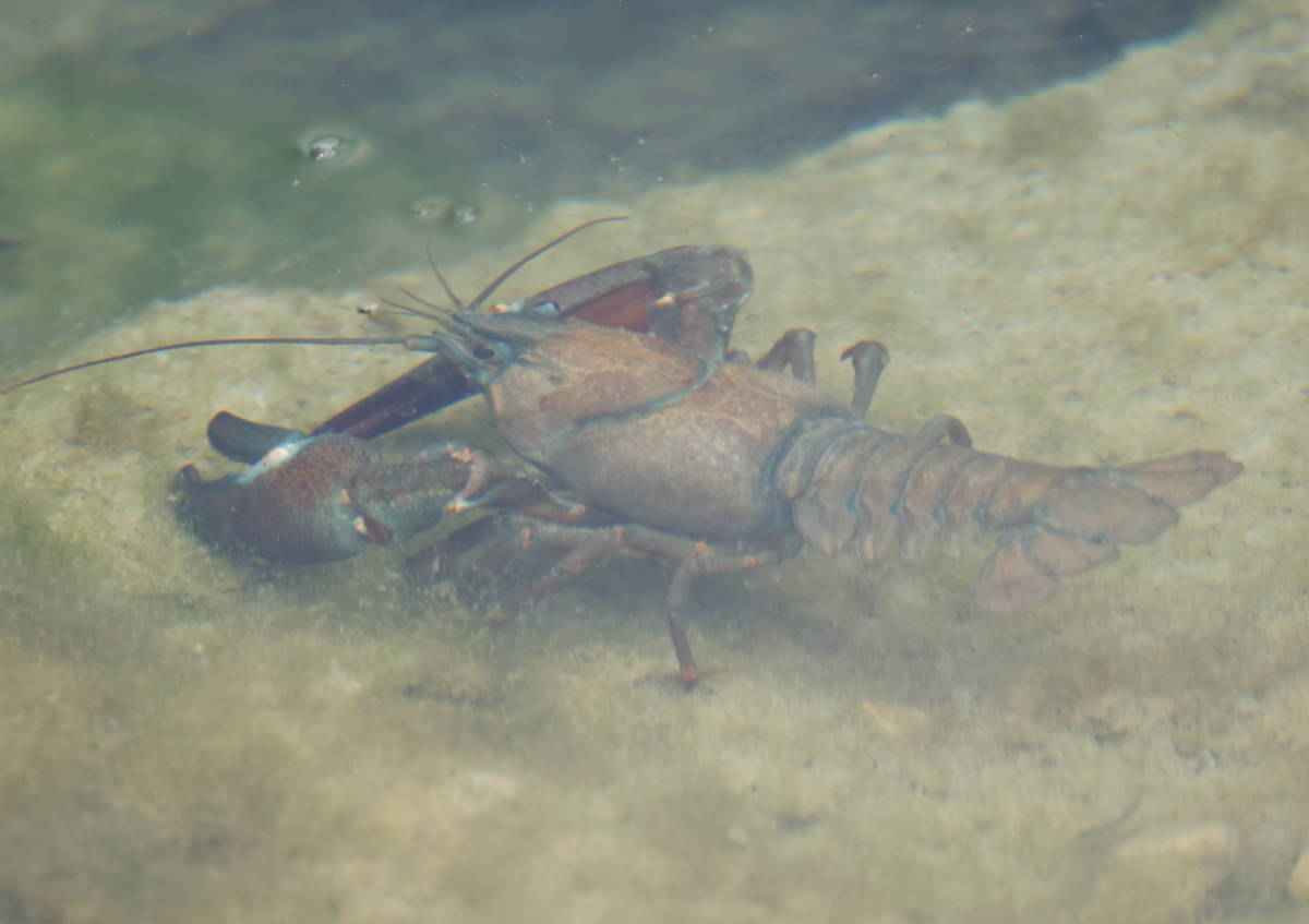 Signal Crayfish - ML645493537