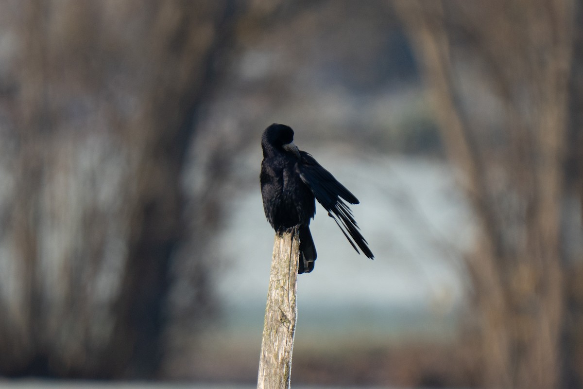 Ekin Kargası - ML645493551